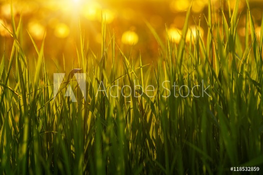 Picture of Green grass background